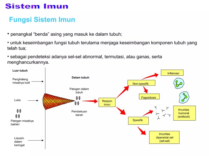 Fakta Tentang Sistem Imun yang Jarang Dibahas