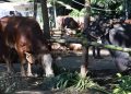 Prabowo Serahkan Kurban untuk Warga Hambalang, Satu Sapi per RW