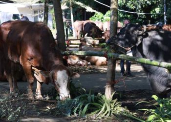 Prabowo Serahkan Kurban untuk Warga Hambalang, Satu Sapi per RW