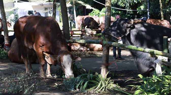 Prabowo Serahkan Kurban untuk Warga Hambalang, Satu Sapi per RW