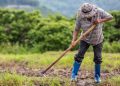 Petani Temukan Emas 16 Kg di Sawah dan Nasibnya yang Menggetarkan