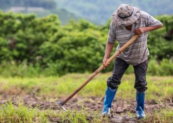 Petani Temukan Emas 16 Kg di Sawah dan Nasibnya yang Menggetarkan