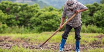 Petani Temukan Emas 16 Kg di Sawah dan Nasibnya yang Menggetarkan