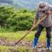 Petani Temukan Emas 16 Kg di Sawah dan Nasibnya yang Menggetarkan