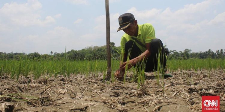 Enam Kabupaten di Jawa Timur Menetapkan Status Darurat Kekeringan