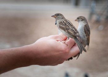 Karantina Lampung Gagalkan Penyelundupan 172 Burung Secara Ilegal