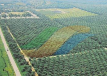 PTPN III Memerlukan Modal Rp140 Triliun Selama Lima Tahun ke Depan