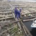TNI AL Amankan 2 Kapal yang Selundupkan 8 Ribu Kayu Ilegal di Pulau Buru