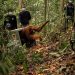 8 Orangutan Ditranslokasi ke Hutan Lindung Ketapang Karena Ancaman Karhutla